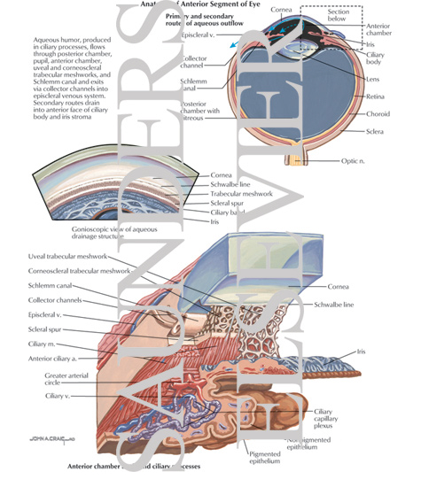 Anatomy of Anterior Segment of anatomy of eye. Anatomy of Anterior Segment of