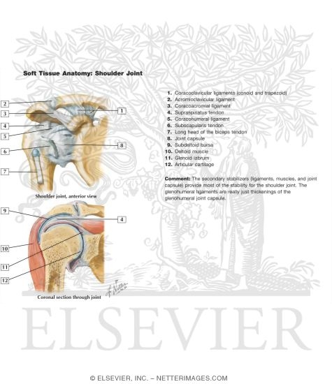 Soft Tissue Anatomy: Shoulder Joint