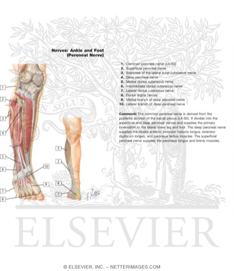 Common Peroneal Nerve (L4, L5; S1, S2)
Common Fibular (Peroneal) Nerve