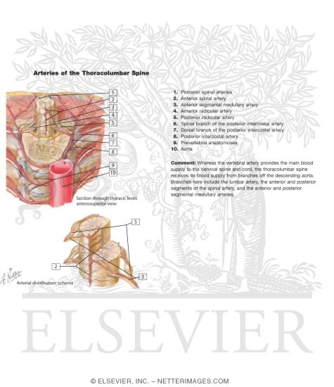 Arteries of the the Thoracolumbar Spine