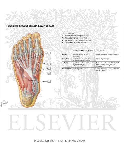 Muscles of Sole of Foot: Second Layer