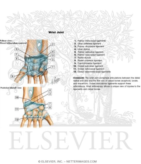 Wrist Joint (Hart Flash Cards 2-8)