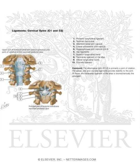 C1 C2 Ligaments