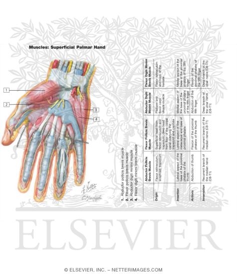 Muscles: Superficial Palmar Hand (Hart Flash Cards 2-16)