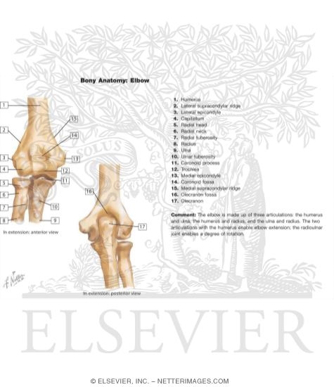 Bony Anatomy of the Elbow