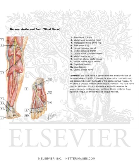 Nerves of the Ankle and Foot (Tibial Nerve) (Hart Flash Cards 7-15)