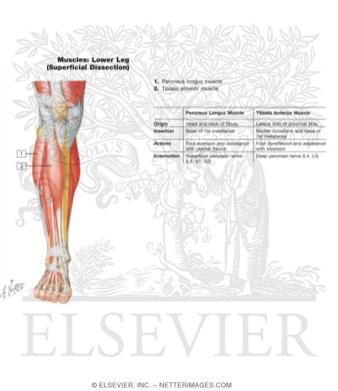 Muscles of Lower Leg (Superificial Dissection)