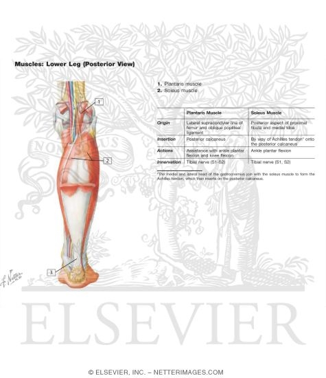 Muscles of Lower Leg (Posterior View)