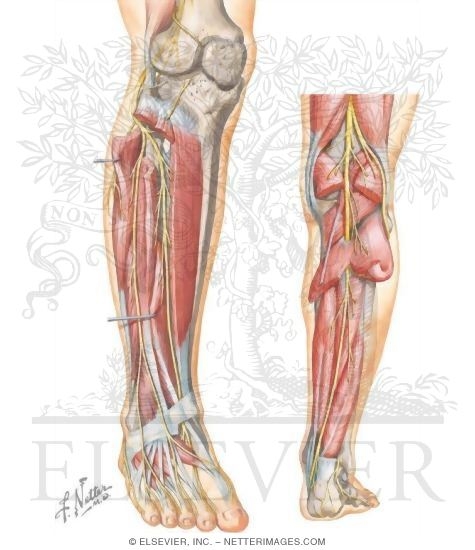 Nerves of the Lower Leg