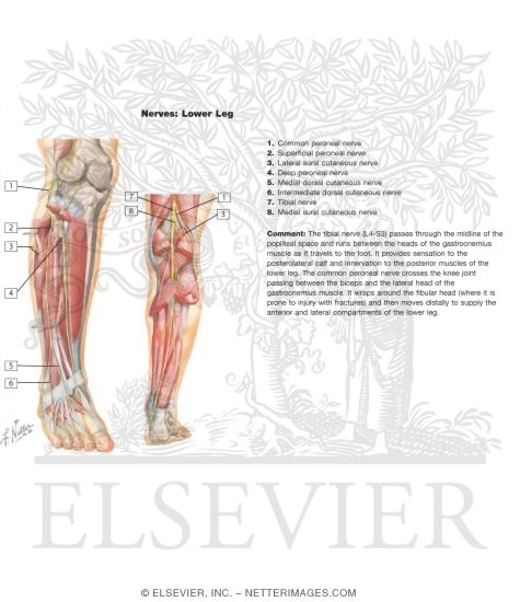 Nerves of the Lower Leg