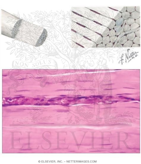 Dense Connective Tissue