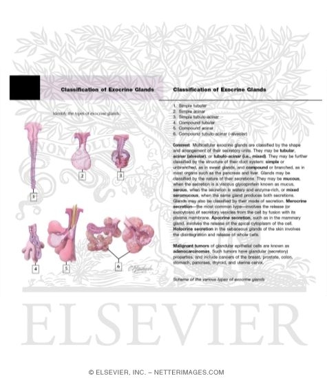 Classification of Exocrine Glands