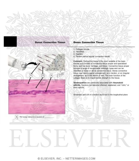 Dense Connective Tissue