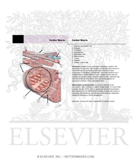 Histology of the Myocardium: Schematic Views of Cardiac Muscle