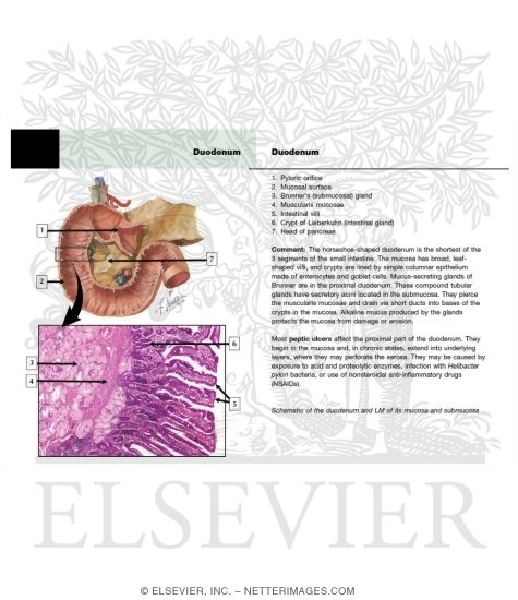 Duodenum