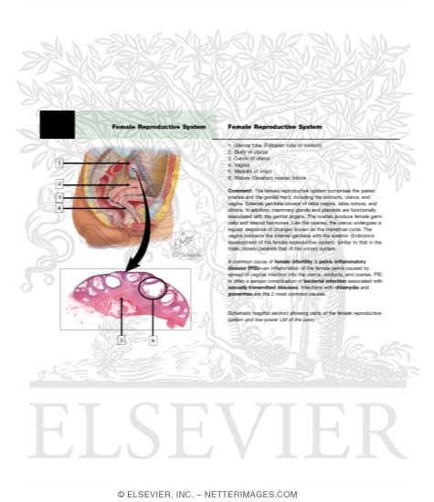 Female Reproductive System