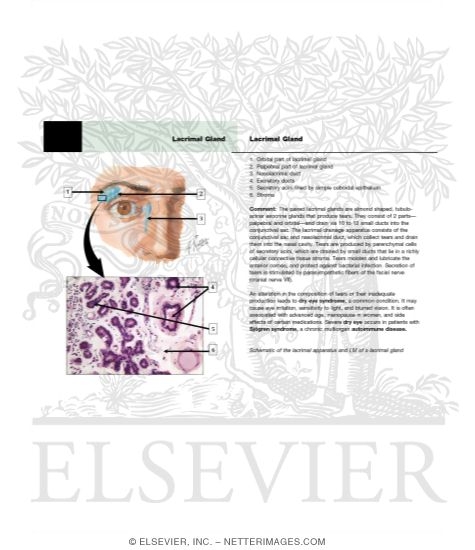 Lacrimal Gland
