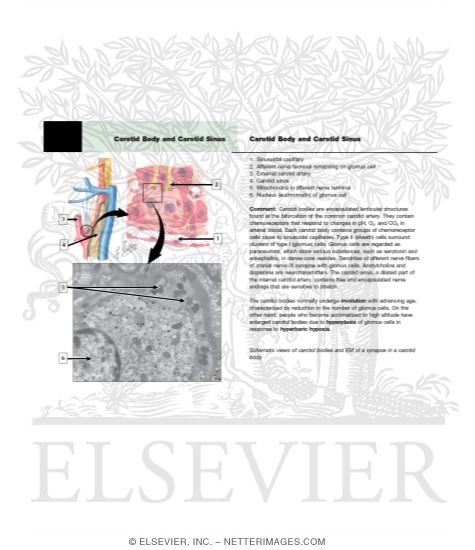 Carotid Body and Carotid Sinus