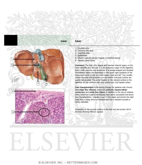 Liver