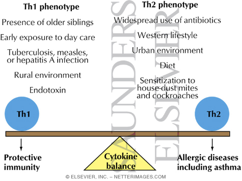 Factos Favoring the Th1 and Th2 Phenotypes