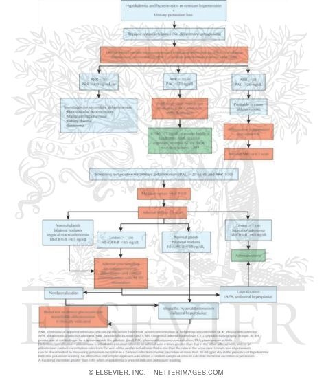 Diagnostic Approach to Patients With Suspected Primary Aldosteronism