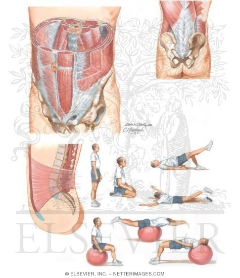 exercises for lower back pain. for Low Back Pain