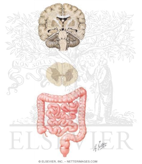 Irritable Bowel Syndrome: Brain-gut Axis