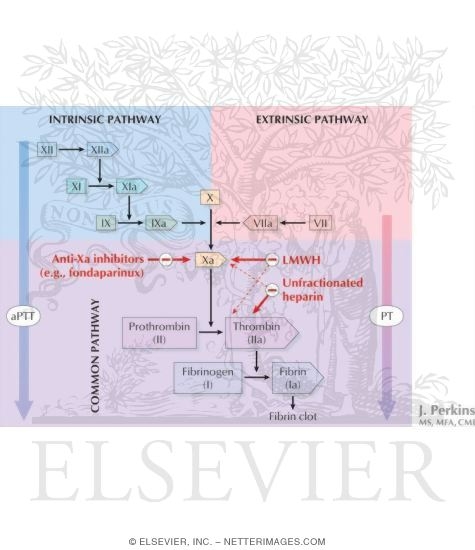 clotting pathway diagram. injan Coagulation+cascade+ clotting pathway diagram. clotting pathway diagram. injan Coagulation+cascade+