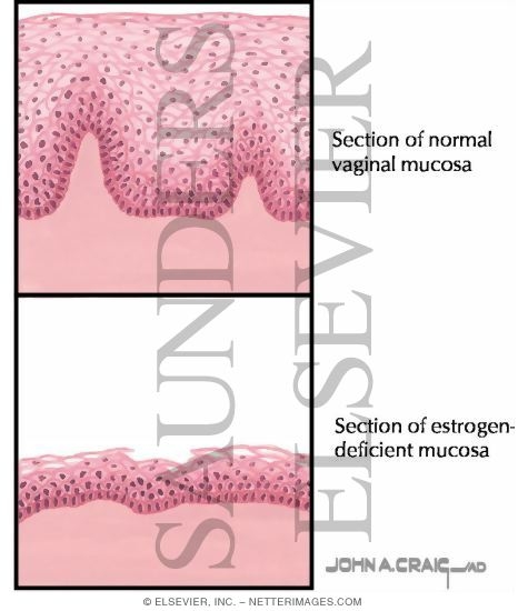 Target Organ Changes In Menopause