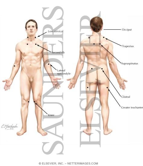 Anatomical Position of the Body