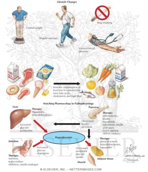Diabetes Mellitus: Management and Therapy