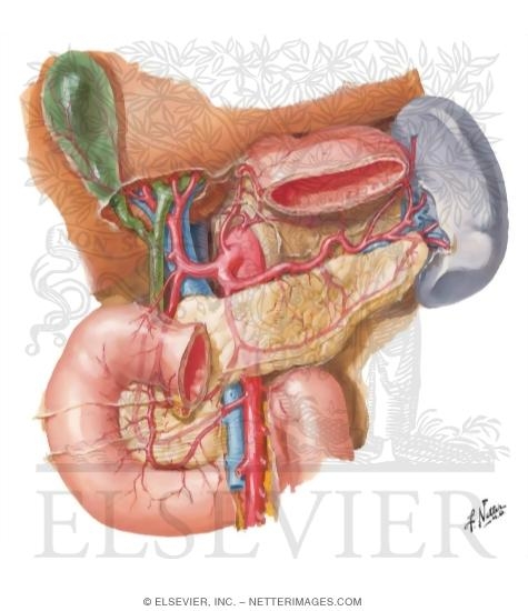 Arteries of Liver, Pancreas, Duodenum, and Spleen