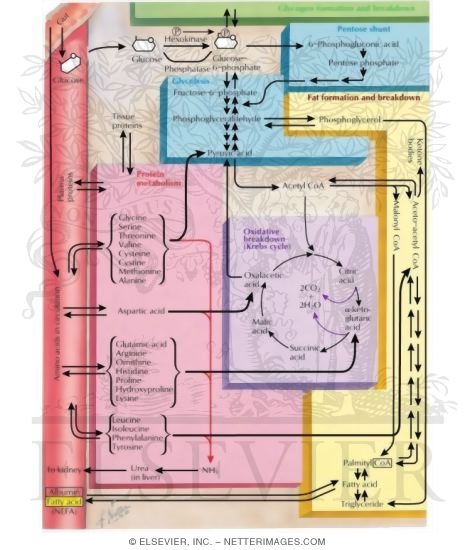 Protein Metabolism