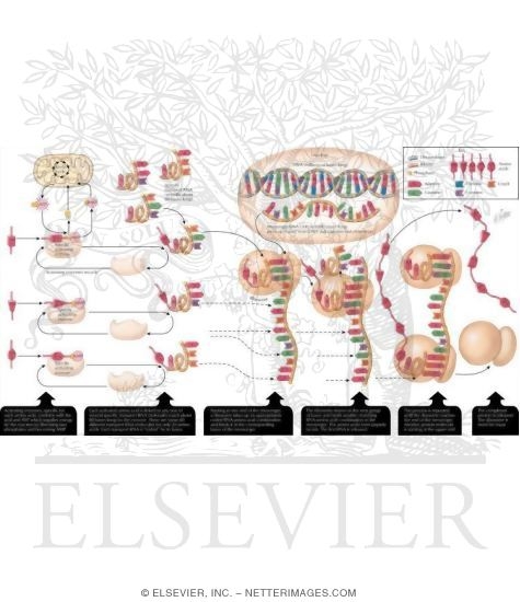 Protein Metabolism