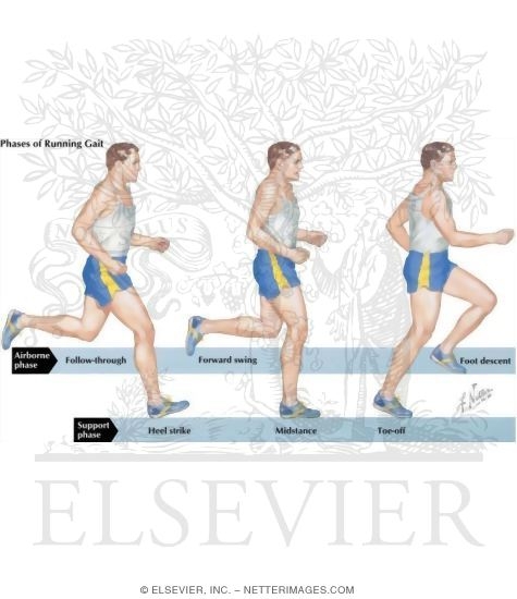 Phases of Running Gait