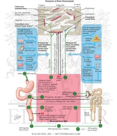 Dynamics of Bone Homeostasis