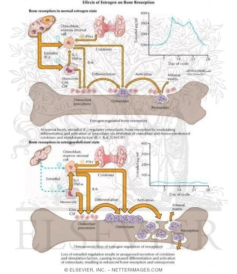 Effects of Estrogen on Bone Resorptions