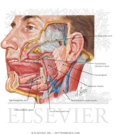 Parotid and Submandibular Salivary Glands