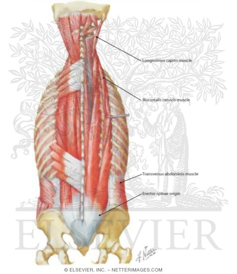 Muscles of Back: Intermediate Layers
Spenius and Erector Spinae Muscles