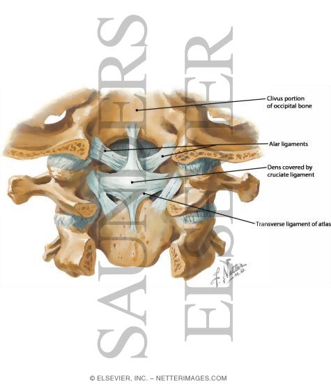 Craniovertebral Ligaments