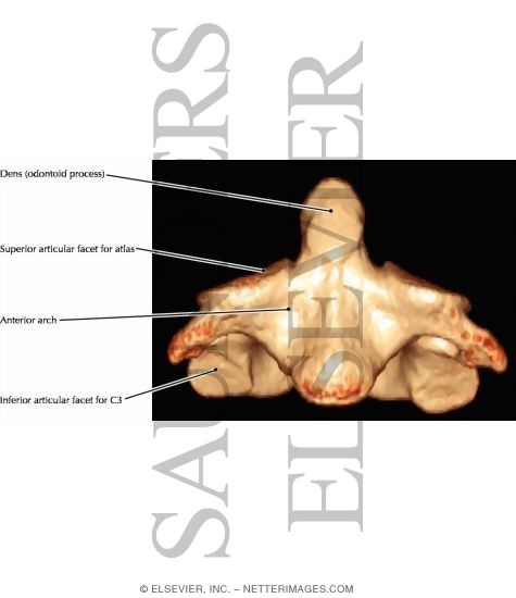 C2 Anatomy