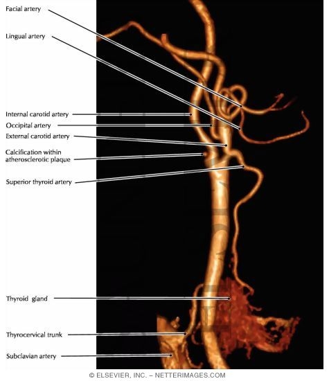 Carotid Artery System Biology Diagrams