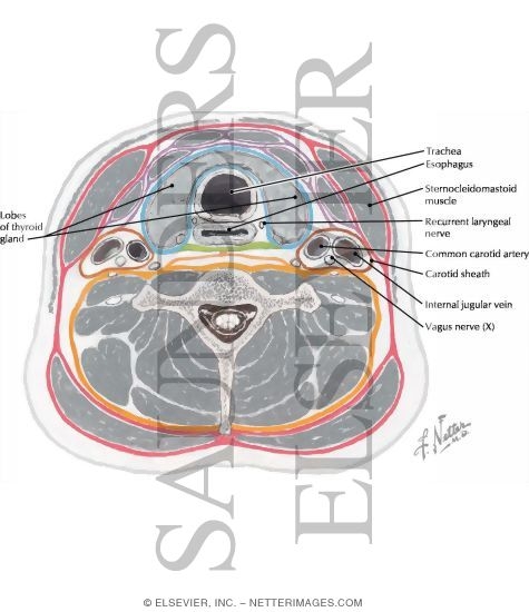 Gland In Neck