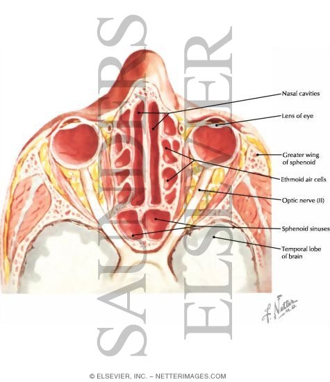 Sinus Sphenoid