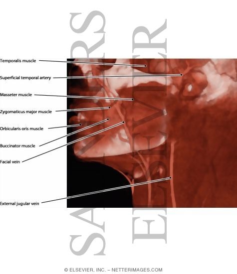 Anatomy Facial Muscles