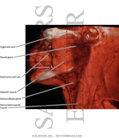 Parotid and Submandibular Salivary Glands