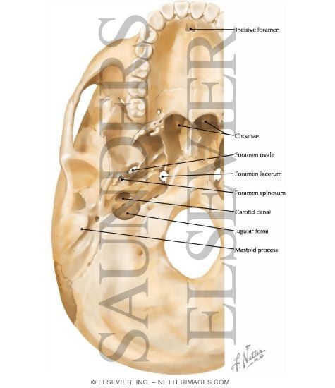 Foramina of Cranial Base: Inferior View