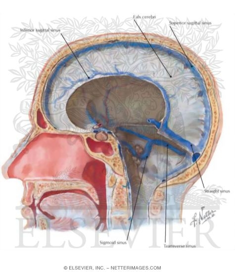 Cerebral Venous Sinuses