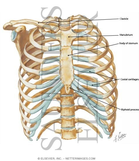 Anterior Chest Wall