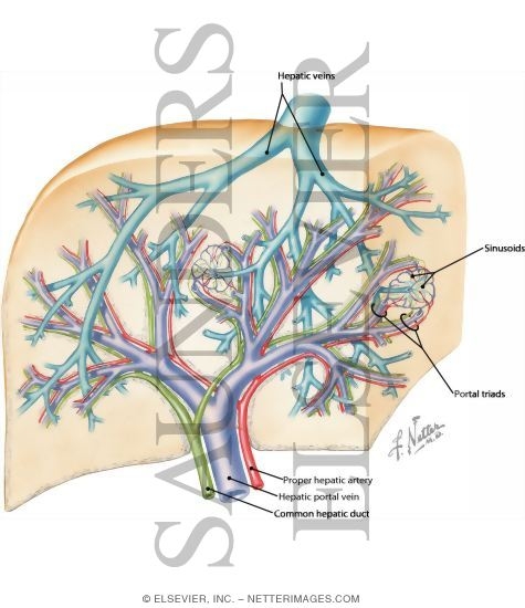 Interdigation of Portal Triads With Branches of Hepatic Vein